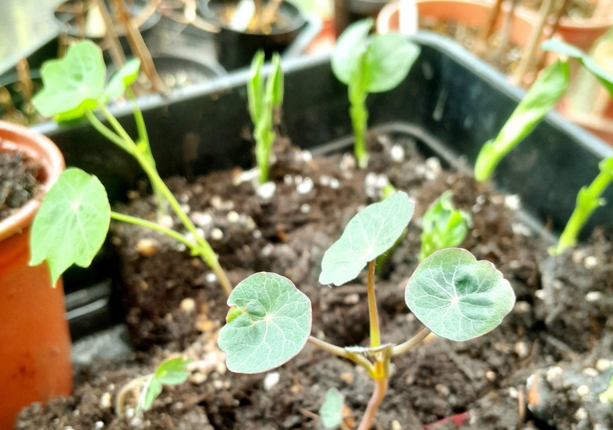 Soil Blocking and Seed&nbsp;Sowing